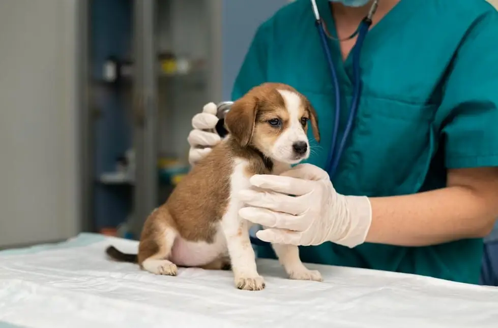Carreras Técnicas en Medicina Veterinaria: Cuidando la Salud Animal