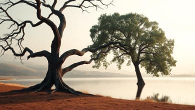 estrategia de inversión a largo plazo